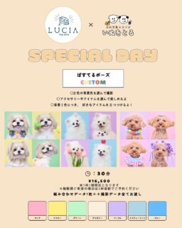 いぬをとるイベント